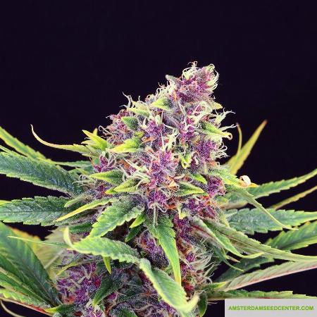 Image of Purple Kush seeds