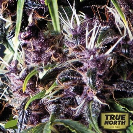 Image of Purple seeds