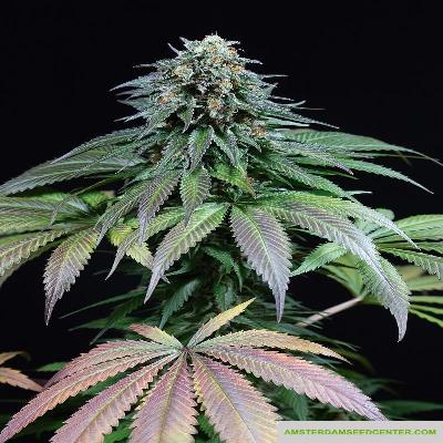 Image of Purple Moby Dick