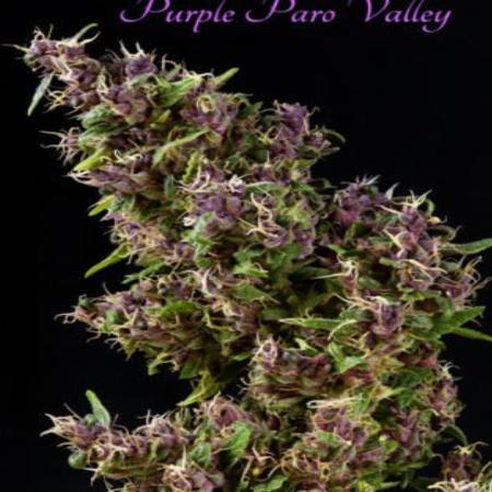Image of Purple Paro Valley