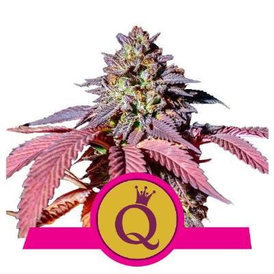 Image of Purple Queen seeds