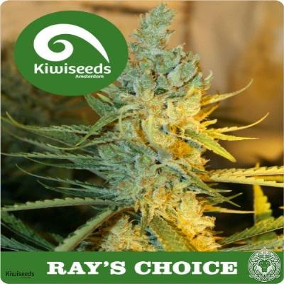 Image of Ray's Choice seeds