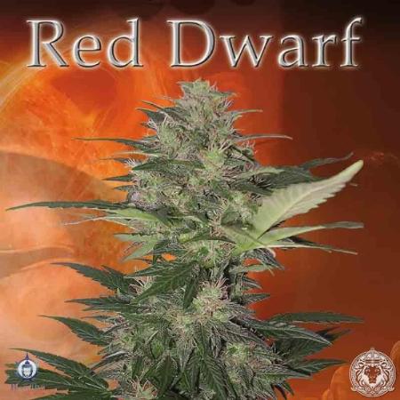 Image of Red Dwarf