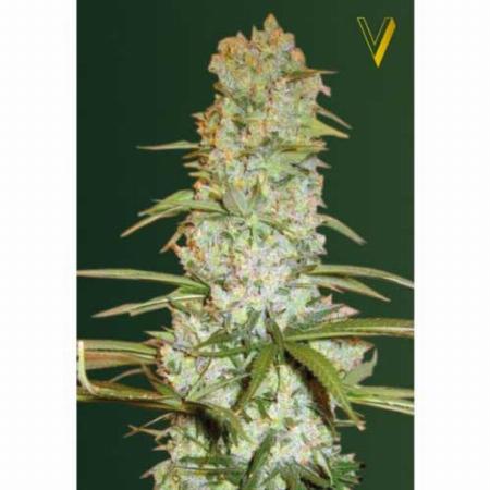 Image of Red Russian XXL seeds