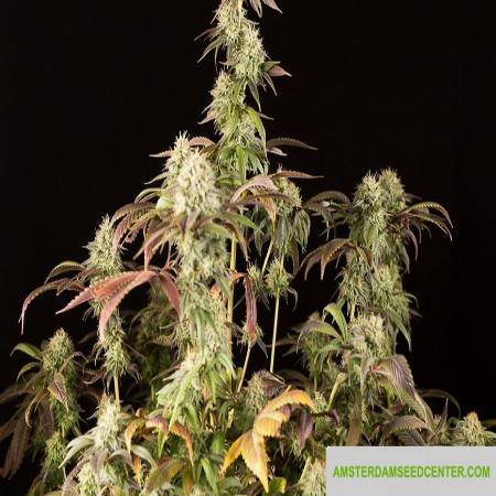 Image of Remo Chemo seeds