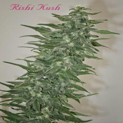 Image of Rishi Kush seeds