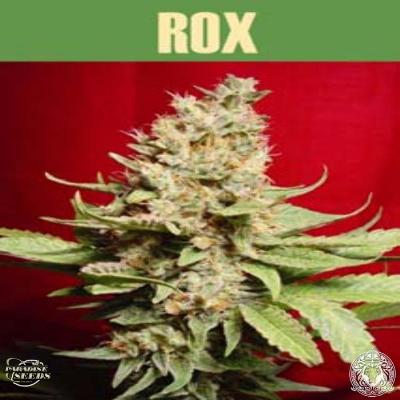 Image of Rox seeds