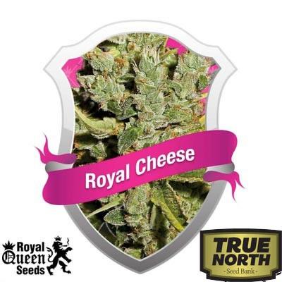 Image of Royal Cheese seeds