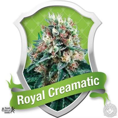 Image of Royal Creamatic seeds