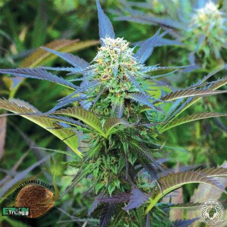 Royal Purple Kush seeds for sale - 114 offers to buy Royal Purple Kush ...