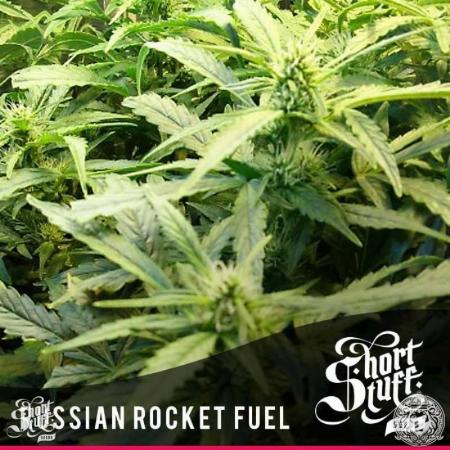 Image of Russian Rocket Fuel