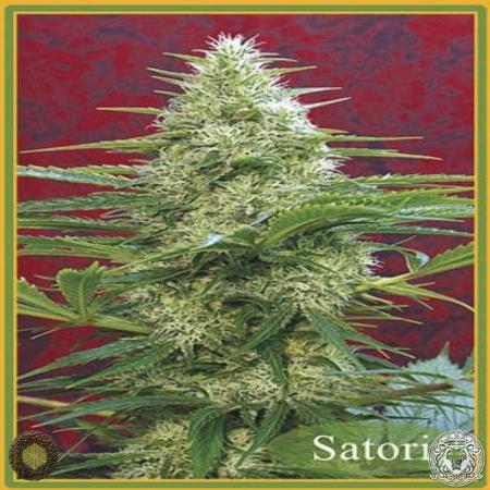 Image of Satori seeds