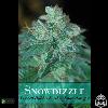 Thumbnail 1228 for Snowdizzle