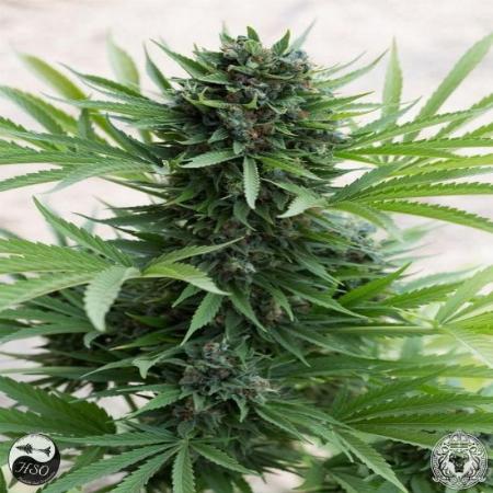 Image of Sour Diesel