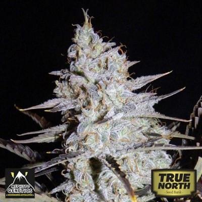 Image of Sour Stomper