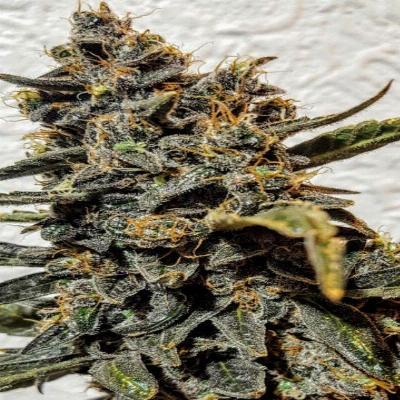 Image of Strawberry Bubba Diesel seeds