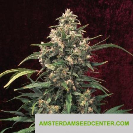 Image of Strawberry Cough