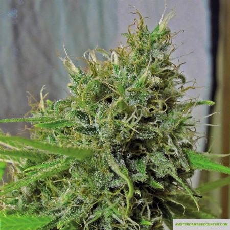 Sugar Kush Seeds For Sale 16 Offers To Buy Sugar Kush Seeds Online