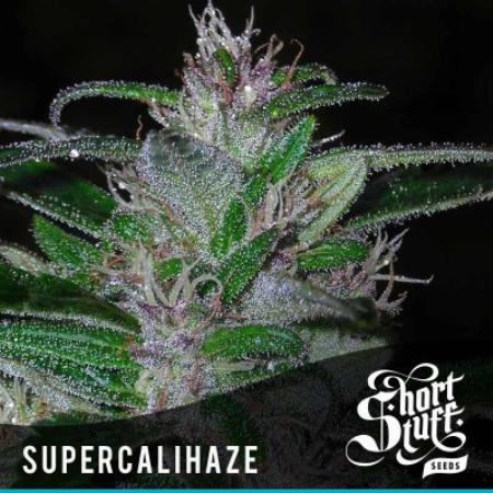 Image of Super Cali Haze seeds