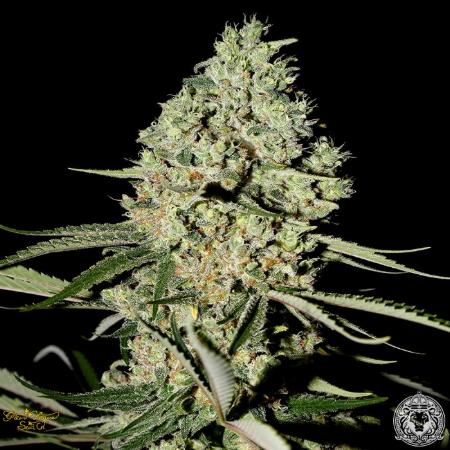 Image of Super Critical seeds