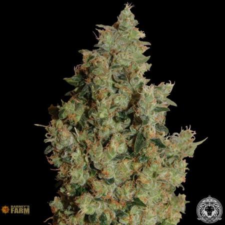Image of Tangerine Dream