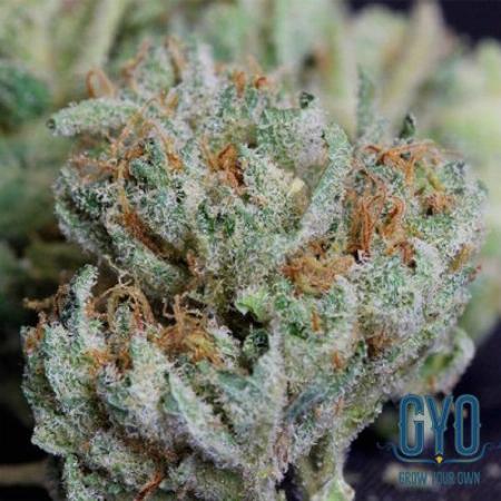 tangerine strain
