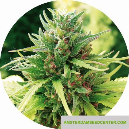 Image of Tao Matic seeds