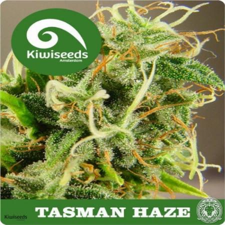 Image of Tasman Haze