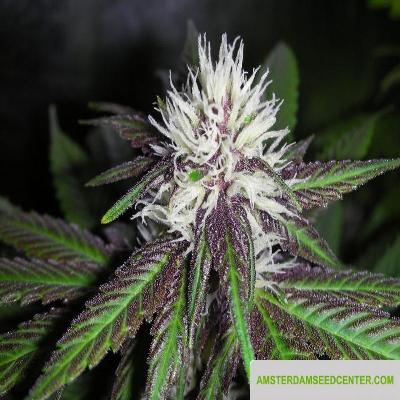 Image of The Purps seeds