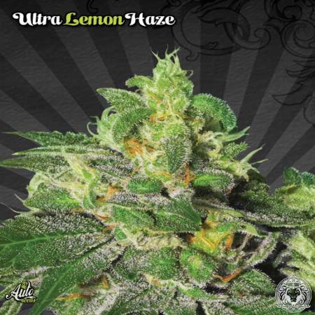 Image of Ultra Lemon Haze seeds