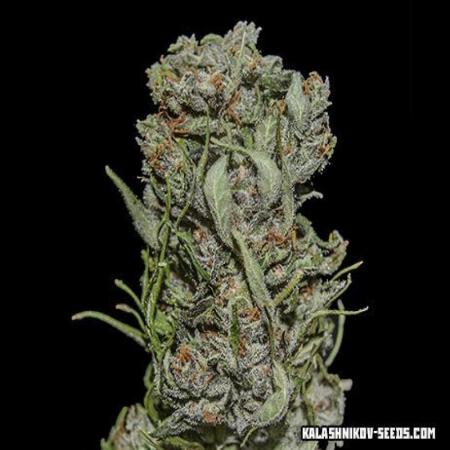 Image of White Critical Express