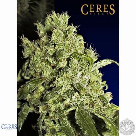 Image of White Indica