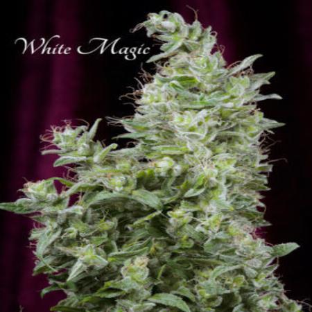 Image of White Magic seeds