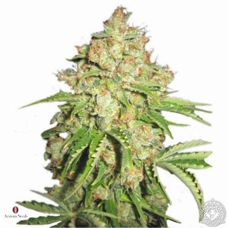 Image of White Russian