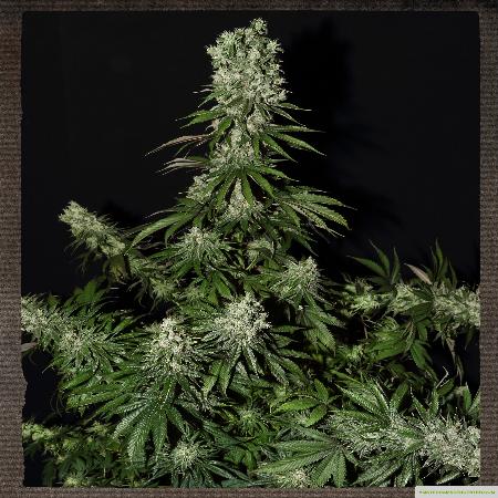 Image of White Strawberry Skunk seeds