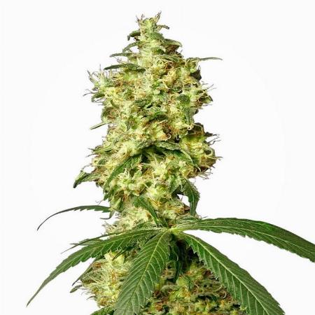 Image of White Widow