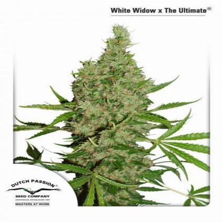 Image of White Widow x The Ultimate seeds