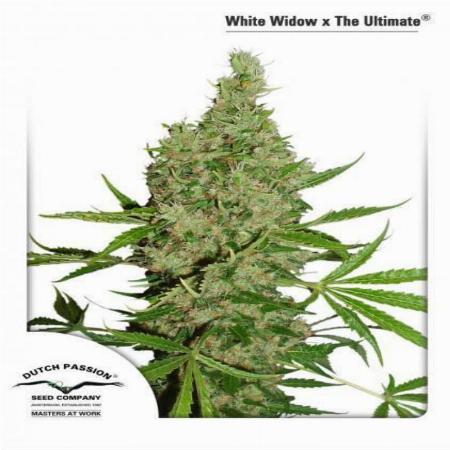 Image of White Widow x The Ultimate