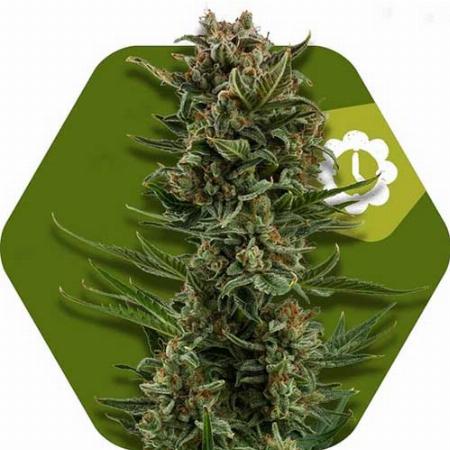 Image of White Widow XL seeds
