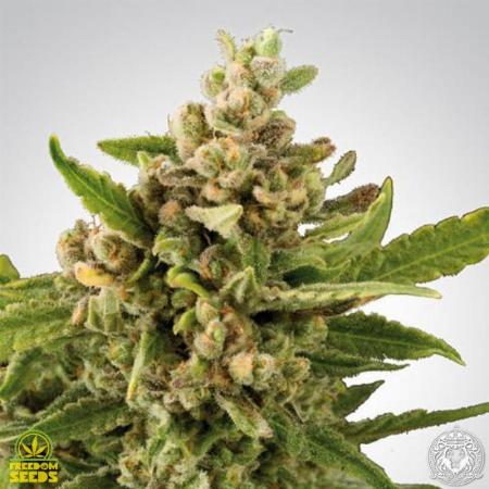 Image of White Witch