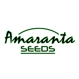 Image of Amaranta