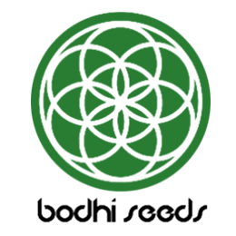 Image of Bodhi Seeds